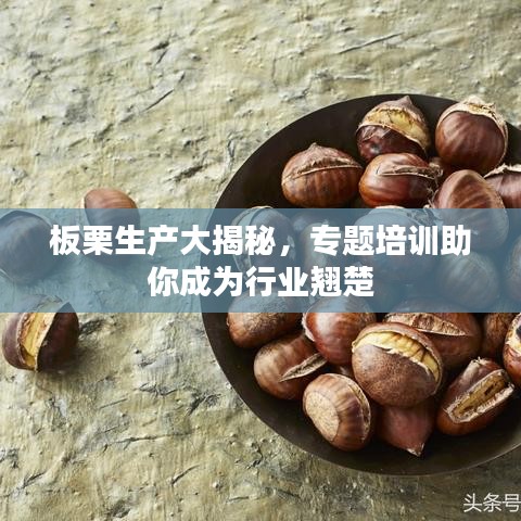 板栗生产大揭秘，专题培训助你成为行业翘楚