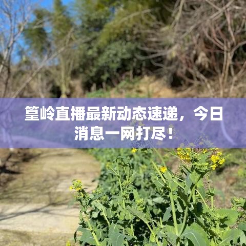 篁岭直播最新动态速递，今日消息一网打尽！