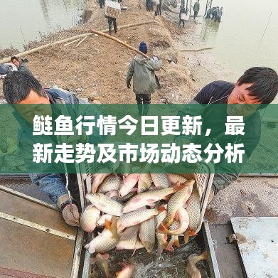 鲢鱼行情今日更新，最新走势及市场动态分析