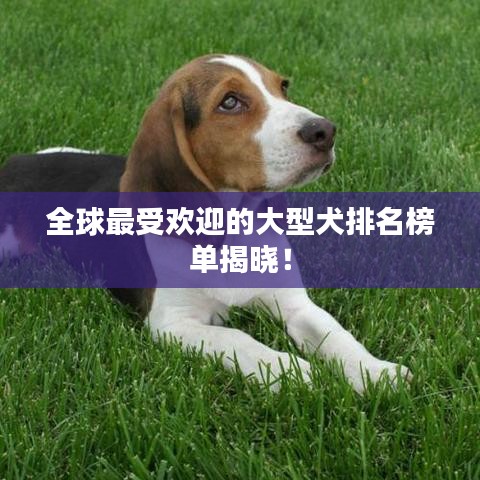 全球最受欢迎的大型犬排名榜单揭晓！
