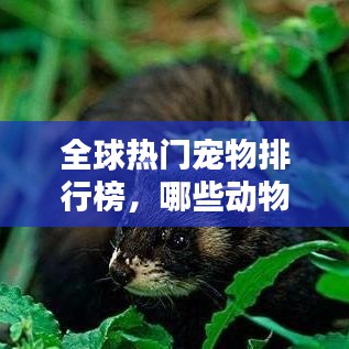 全球热门宠物排行榜，哪些动物最适合家养？