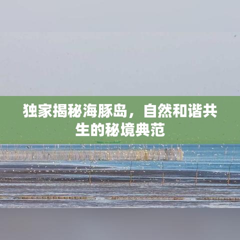 独家揭秘海豚岛，自然和谐共生的秘境典范