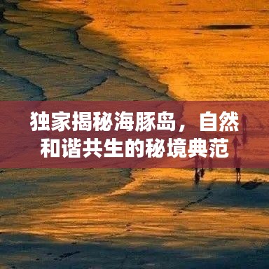 独家揭秘海豚岛,自然和谐共生的秘境典范