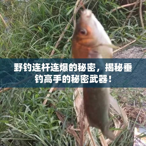 野钓连杆连爆的秘密，揭秘垂钓高手的秘密武器！