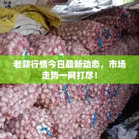 老蒜行情今日最新动态，市场走势一网打尽！