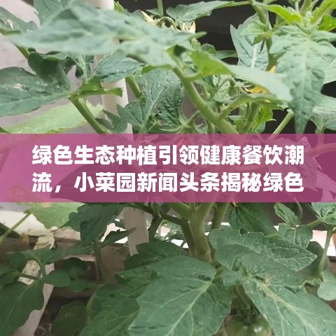 绿色生态种植引领健康餐饮潮流，小菜园新闻头条揭秘绿色种植的未来趋势