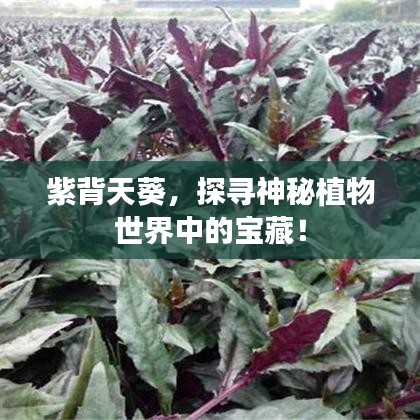 紫背天葵，探寻神秘植物世界中的宝藏！