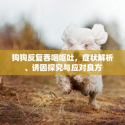 狗狗反复吞咽呕吐,症状解析、诱因探究与应对良方
