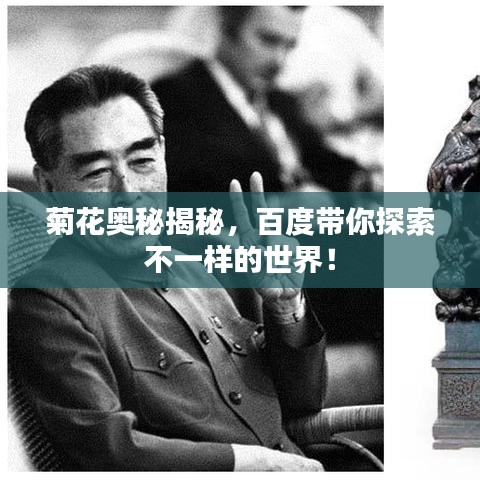 菊花奥秘揭秘,百度带你探索不一样的世界!