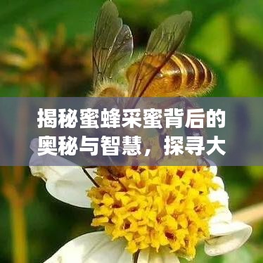 揭秘蜜蜂采蜜背后的奥秘与智慧，探寻大自然的神奇力量