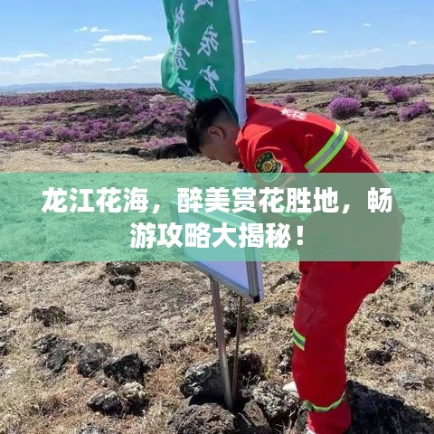 龙江花海，醉美赏花胜地，畅游攻略大揭秘！