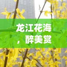 龙江花海,醉美赏花胜地,畅游攻略大揭秘!