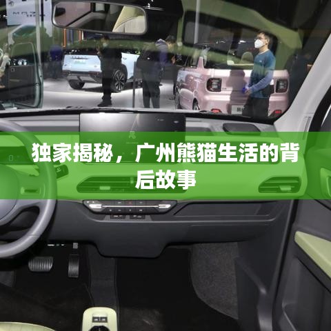 独家揭秘，广州熊猫生活的背后故事