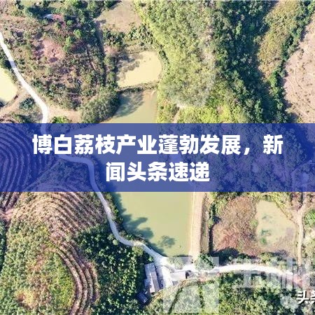 博白荔枝产业蓬勃发展，新闻头条速递