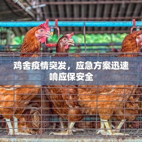 鸡舍疫情突发，应急方案迅速响应保安全