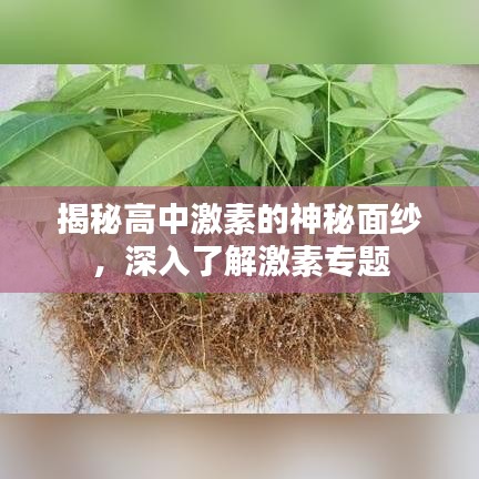 揭秘高中激素的神秘面纱，深入了解激素专题