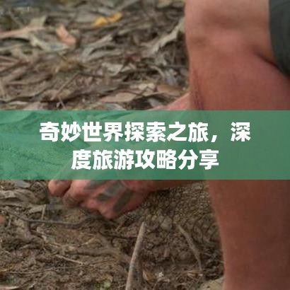 奇妙世界探索之旅,深度旅游攻略分享