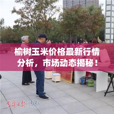 榆树玉米价格最新行情分析,市场动态揭秘!