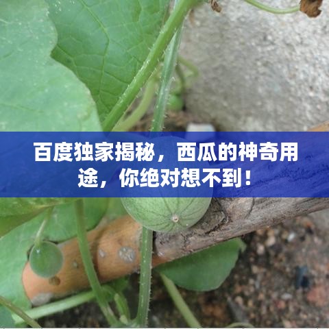 百度独家揭秘,西瓜的神奇用途,你绝对想不到!