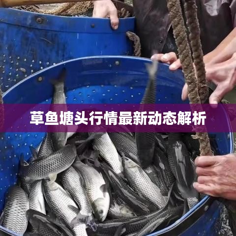 草鱼塘头行情最新动态解析
