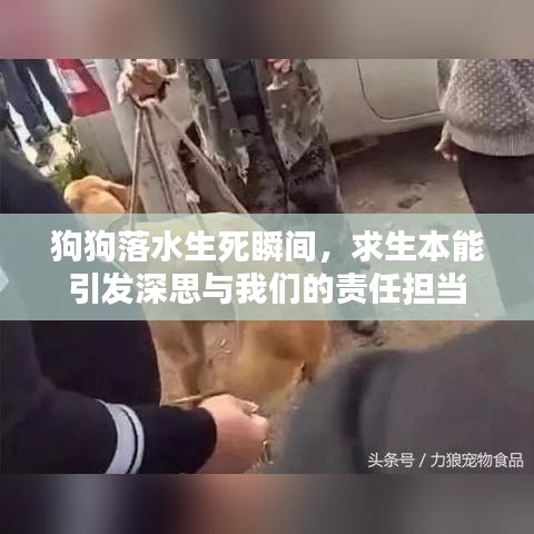 狗狗落水生死瞬间,求生本能引发深思与我们的责任担当