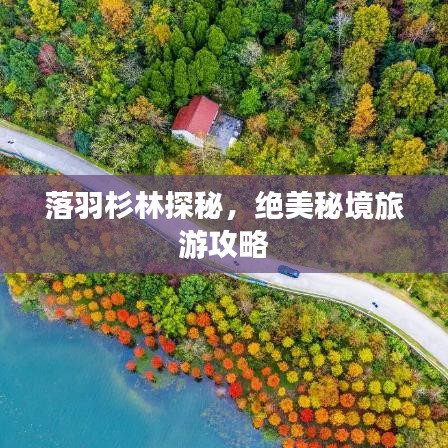 落羽杉林探秘，绝美秘境旅游攻略