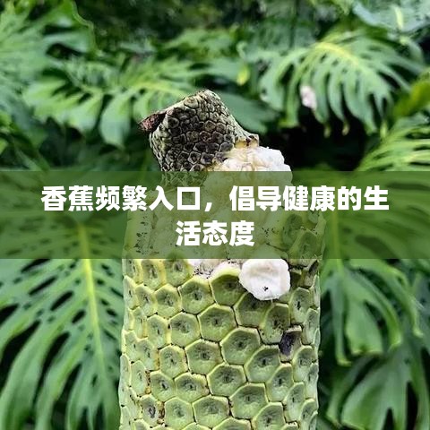 香蕉频繁入口，倡导健康的生活态度