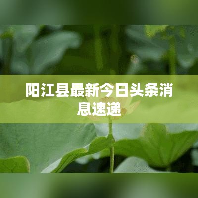 阳江县最新今日头条消息速递