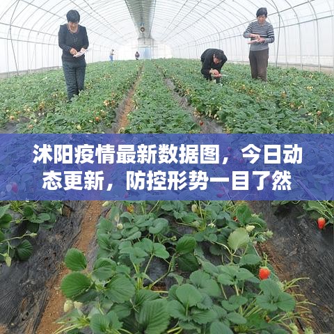 沭阳疫情最新数据图,今日动态更新,防控形势一目了然
