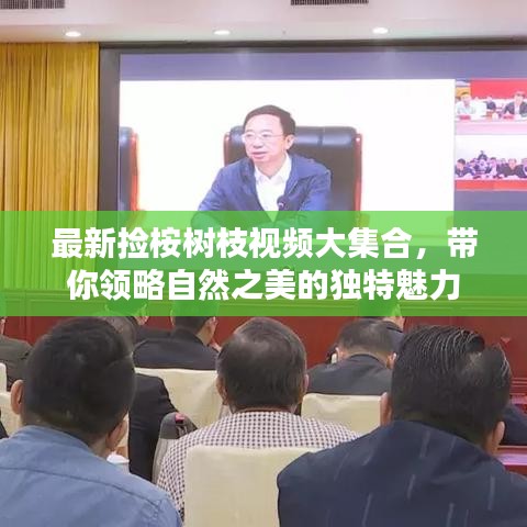 最新捡桉树枝视频大集合，带你领略自然之美的独特魅力