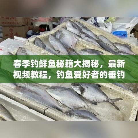 春季钓鲜鱼秘籍大揭秘,最新视频教程,钓鱼爱好者的垂钓宝典
