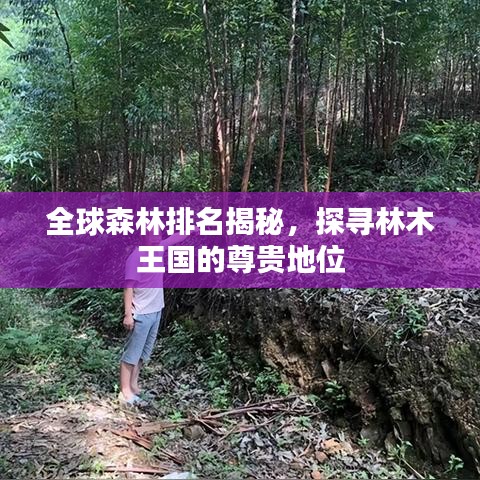 全球森林排名揭秘，探寻林木王国的尊贵地位