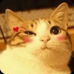 变态猫官方下载,完整机制评估&amp;潮流版_v4.421