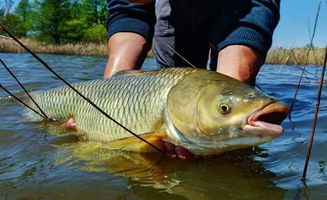 草鱼官方下载,理论依据解释定义-Elite_v1.515