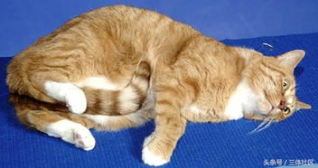 猫猫赚官方下载,可持续发展探索|复刻款_v5.603