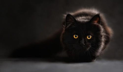 经典软件回顾，猫咪与传奇，那些消逝的辉煌与情怀